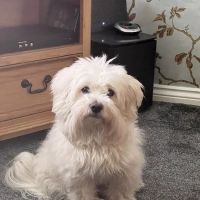 Wilson Veterinary Group, Bishop Auckland ico