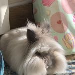 Vets for Pets - Bishop Auckland
