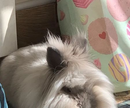 Vets for Pets - Bishop Auckland