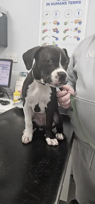 Vets for Pets - Bishop Auckland Picture 3
