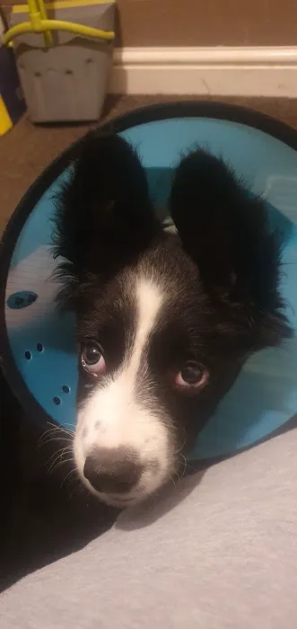 Vets for Pets - Bishop Auckland Picture 2