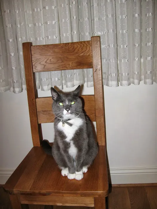 Todhills Cattery Picture 3