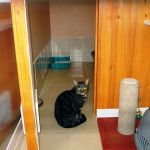 Todhills Cattery