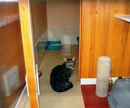 Todhills Cattery