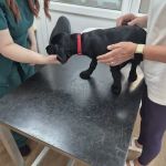 Wilson Veterinary Group, Spennymoor