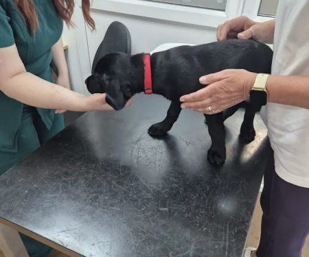 Wilson Veterinary Group, Spennymoor