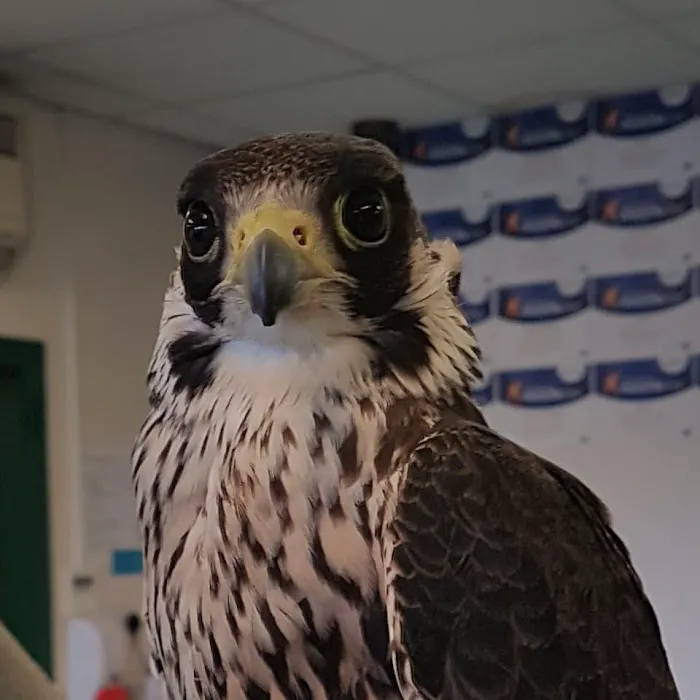 Gilmoor Vets, Spennymoor Picture 4