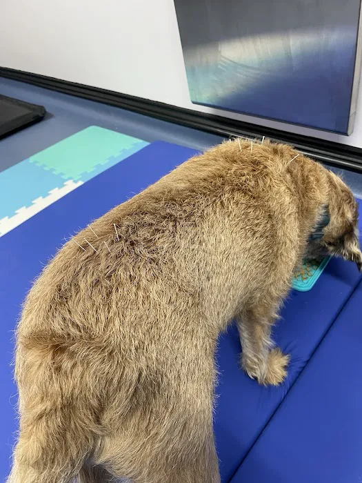 Pawsitive Relief Veterinary Rehabilitation Picture 2