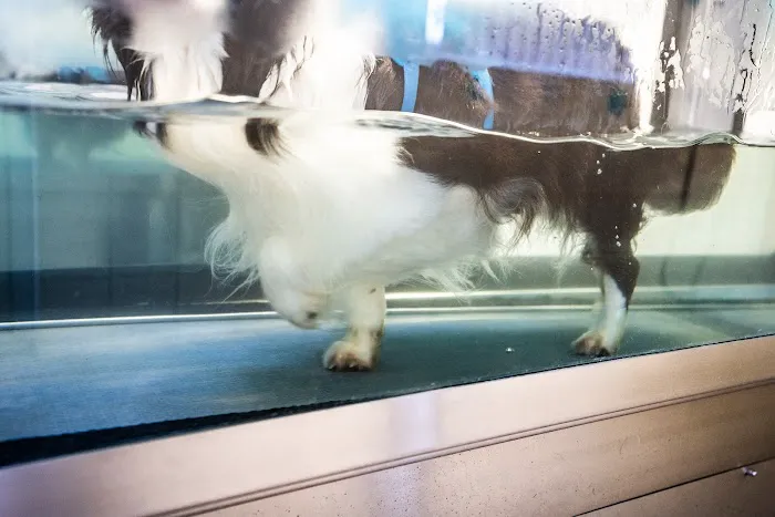 Pawsitive Relief Veterinary Rehabilitation Picture 4