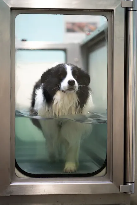 Pawsitive Relief Veterinary Rehabilitation Picture 5