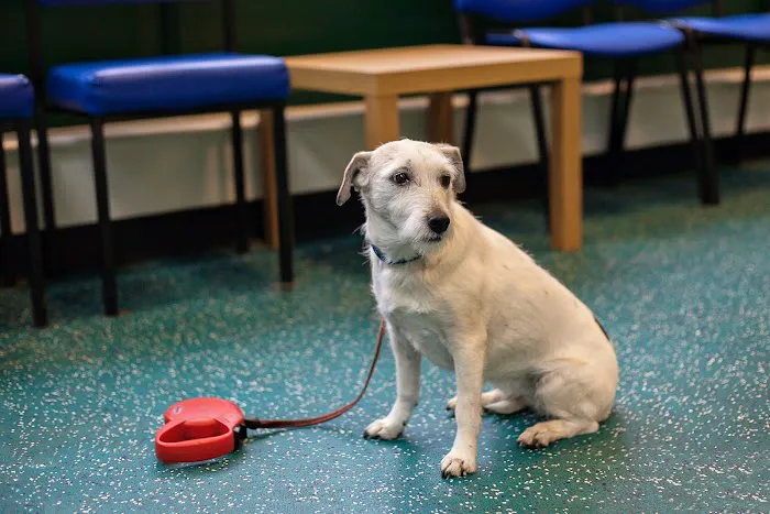 Abbey Veterinary Centre - Durham Picture 8