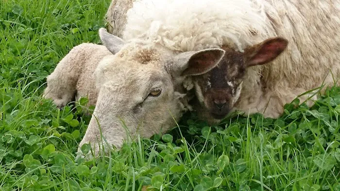 Castle Farm Vets - Barnard Castle Picture 6