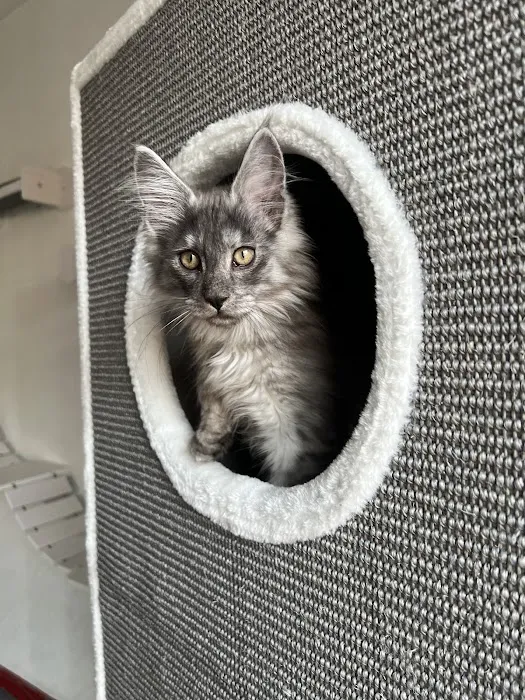 My Pet HQ Ltd Picture 5