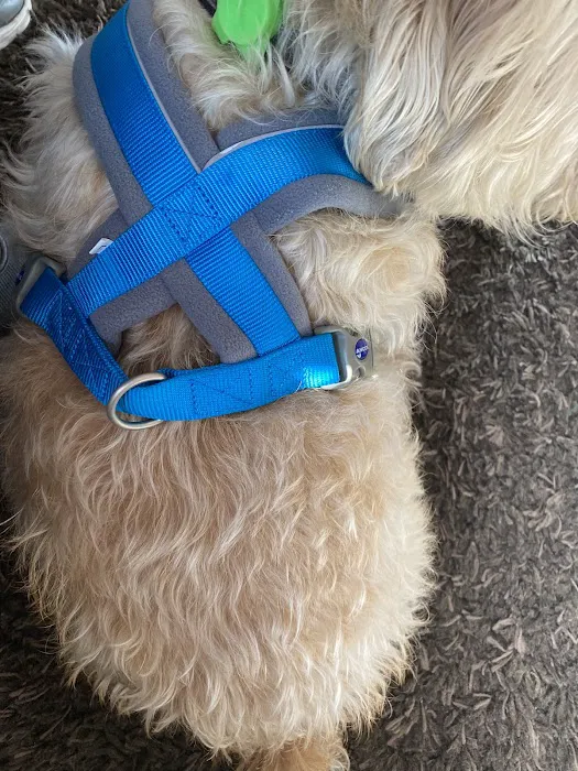 My Pet HQ Ltd Picture 2