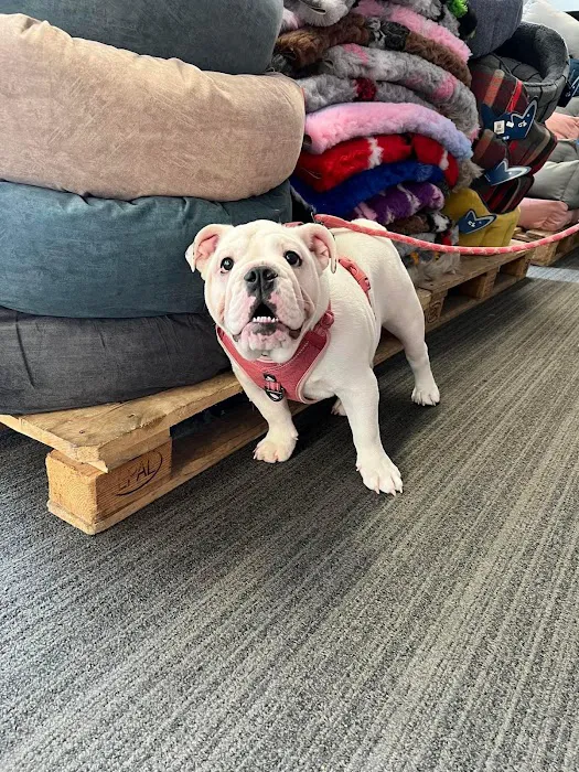 My Pet HQ Ltd Picture 10