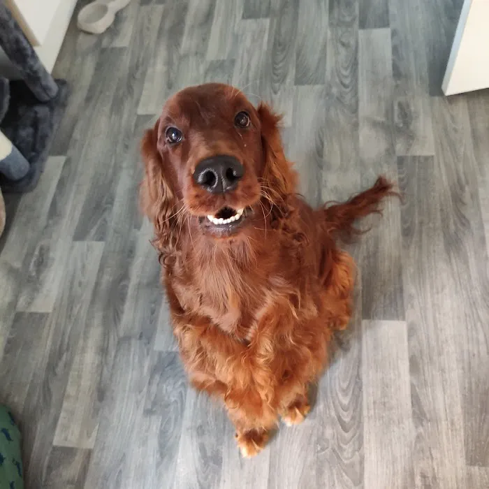 Ashfield Veterinary Surgery - Durham Picture 6