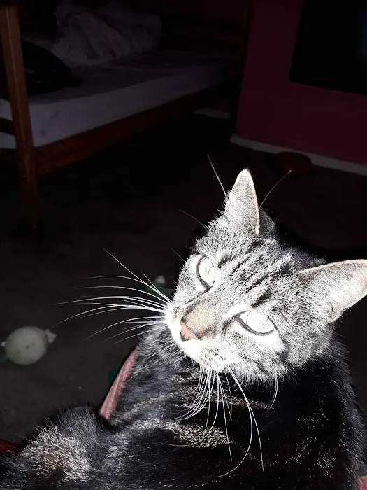 Pets at Home Morpeth Picture 10