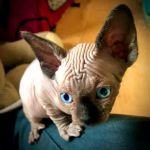 Vets4Pets - Newcastle Kingston Park