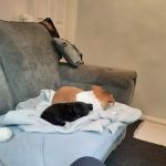 Sore Paws Veterinary Clinic