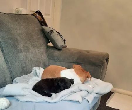 Sore Paws Veterinary Clinic