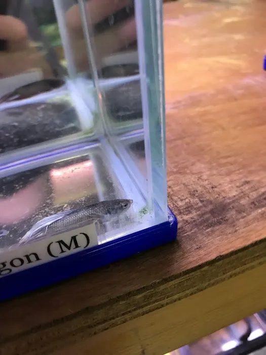 Chilton Aquatics Picture 8