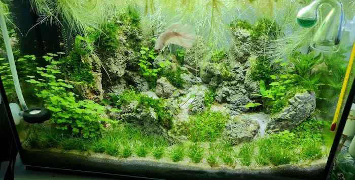 Chilton Aquatics Picture 1