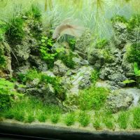 Chilton Aquatics ico