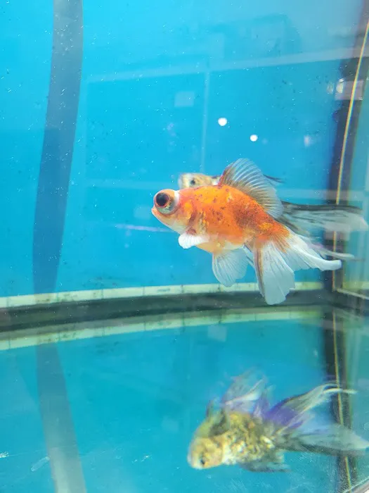 Chilton Aquatics Picture 2