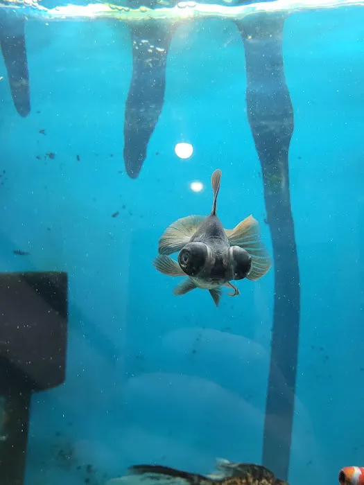 Chilton Aquatics Picture 5