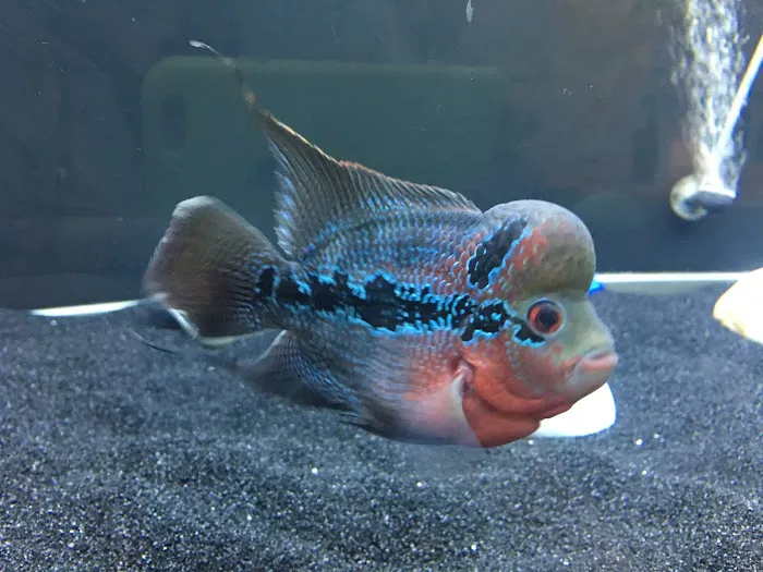 Chilton Aquatics Picture 4