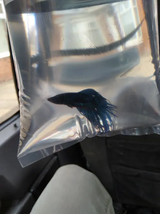 Chilton Aquatics Picture 3