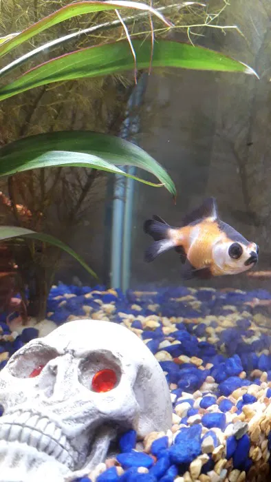 Chilton Aquatics Picture 7