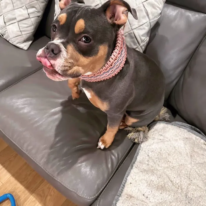 Zig And Zag Handmade Picture 2