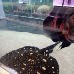 Fish Alive