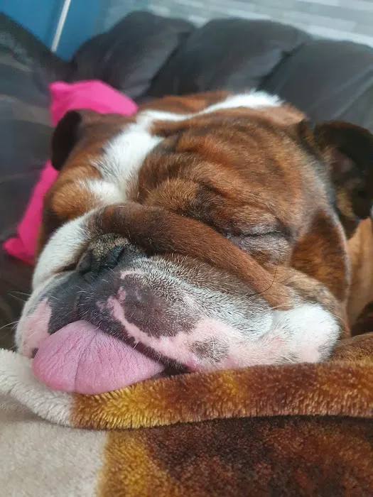 Pets at Home Durham Picture 2