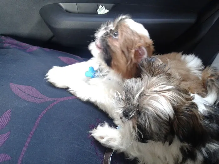 Pets at Home Durham Picture 5