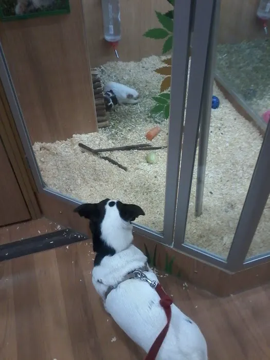 Pets at Home Durham Picture 9