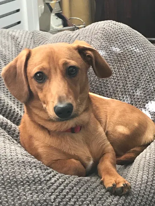 Pets at Home Durham Picture 7