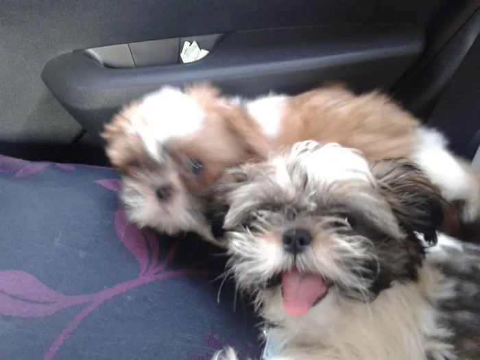 Pets at Home Durham Picture 4