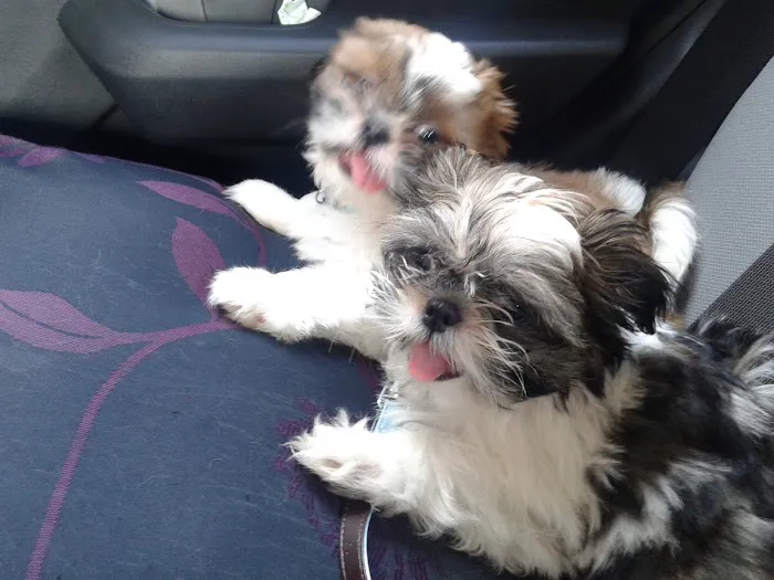 Pets at Home Durham Picture 6