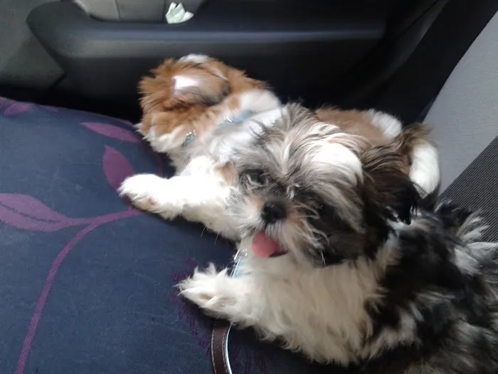 Pets at Home Durham Picture 1