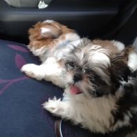 Pets at Home Durham ico