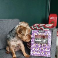 House Of Tails UK ico