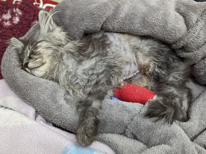 Wear Referrals Veterinary Specialist & Emergency Hospital Picture 9