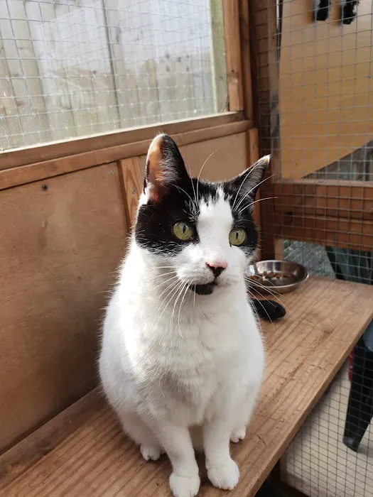 Aristocats & Allsorts Luxury Cat Hotel Picture 3