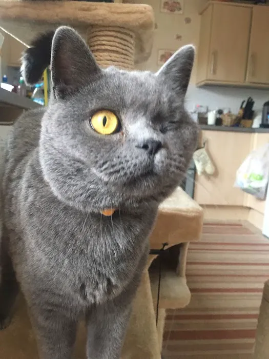 Aristocats & Allsorts Luxury Cat Hotel Picture 5