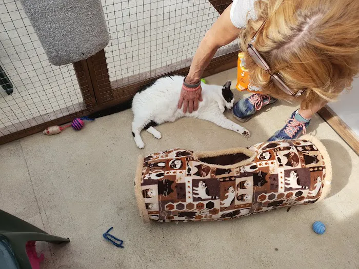 Aristocats & Allsorts Luxury Cat Hotel Picture 1