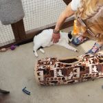 Aristocats & Allsorts Luxury Cat Hotel