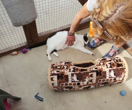 Aristocats & Allsorts Luxury Cat Hotel