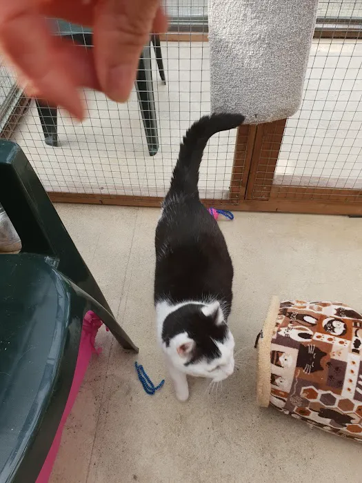 Aristocats & Allsorts Luxury Cat Hotel Picture 4